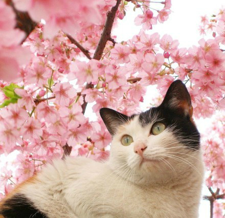 可爱的小猫 可爱的小猫