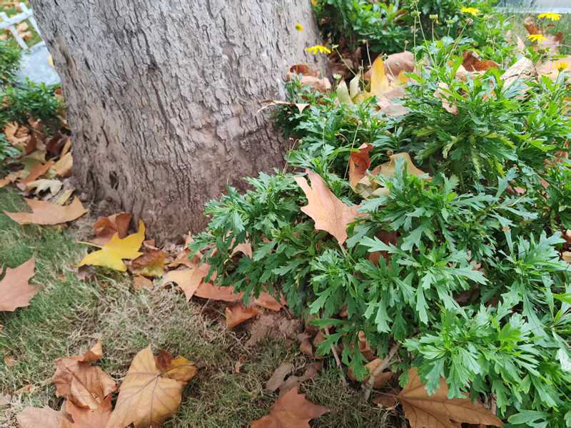 Ҷ���Ӻ��ϡ���׷��̹���У��