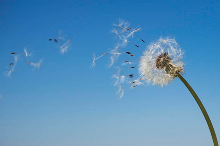 ��ľ������֮�ģ���ʫ��