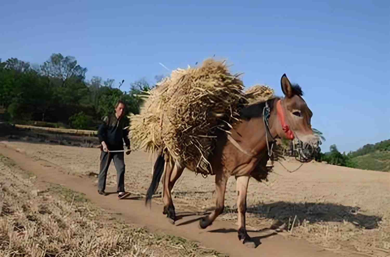 ��᲻��Ϊ��һƥ������