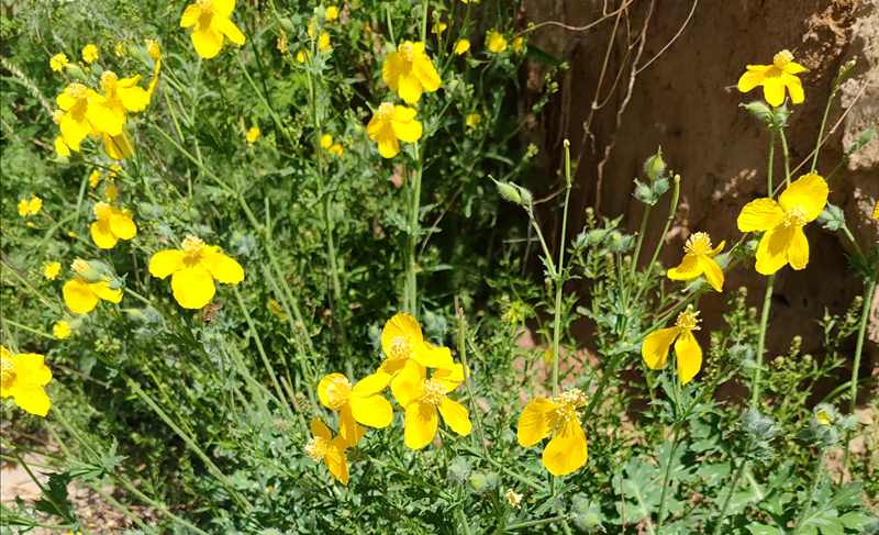 �������ô���飨��ʫ��